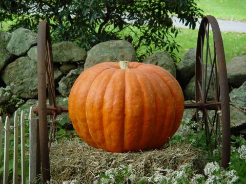 Autumn Harvest Pumpkin, and Thanksgiving Wishes