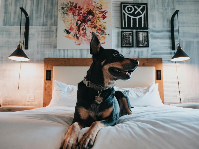dog hanging out on the bed